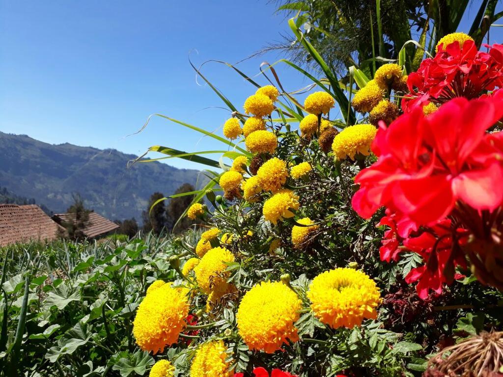 Bromo Otix Guest House Exterior photo
